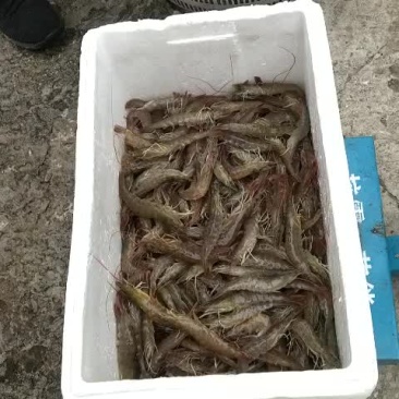 活虾