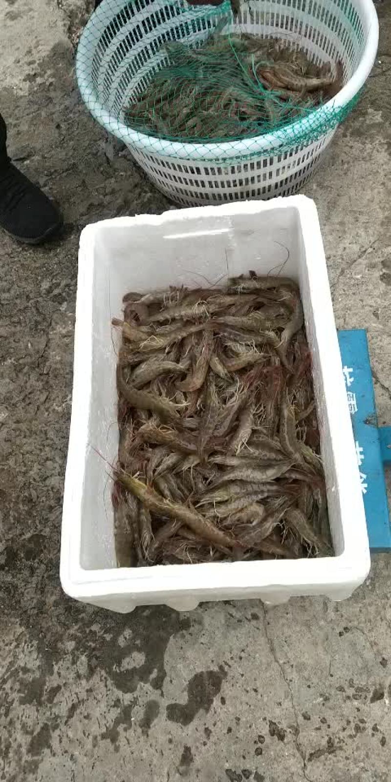 活虾