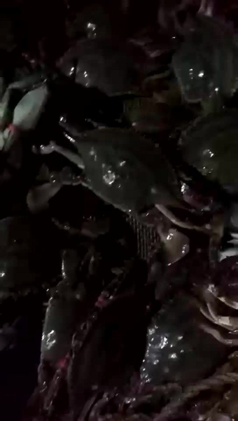 刚下船的螃蟹