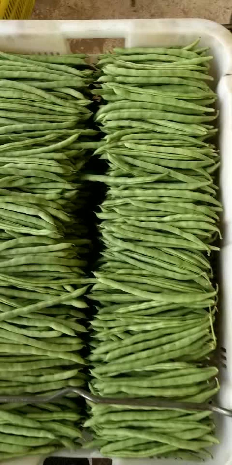 四季豆