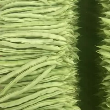 四季豆