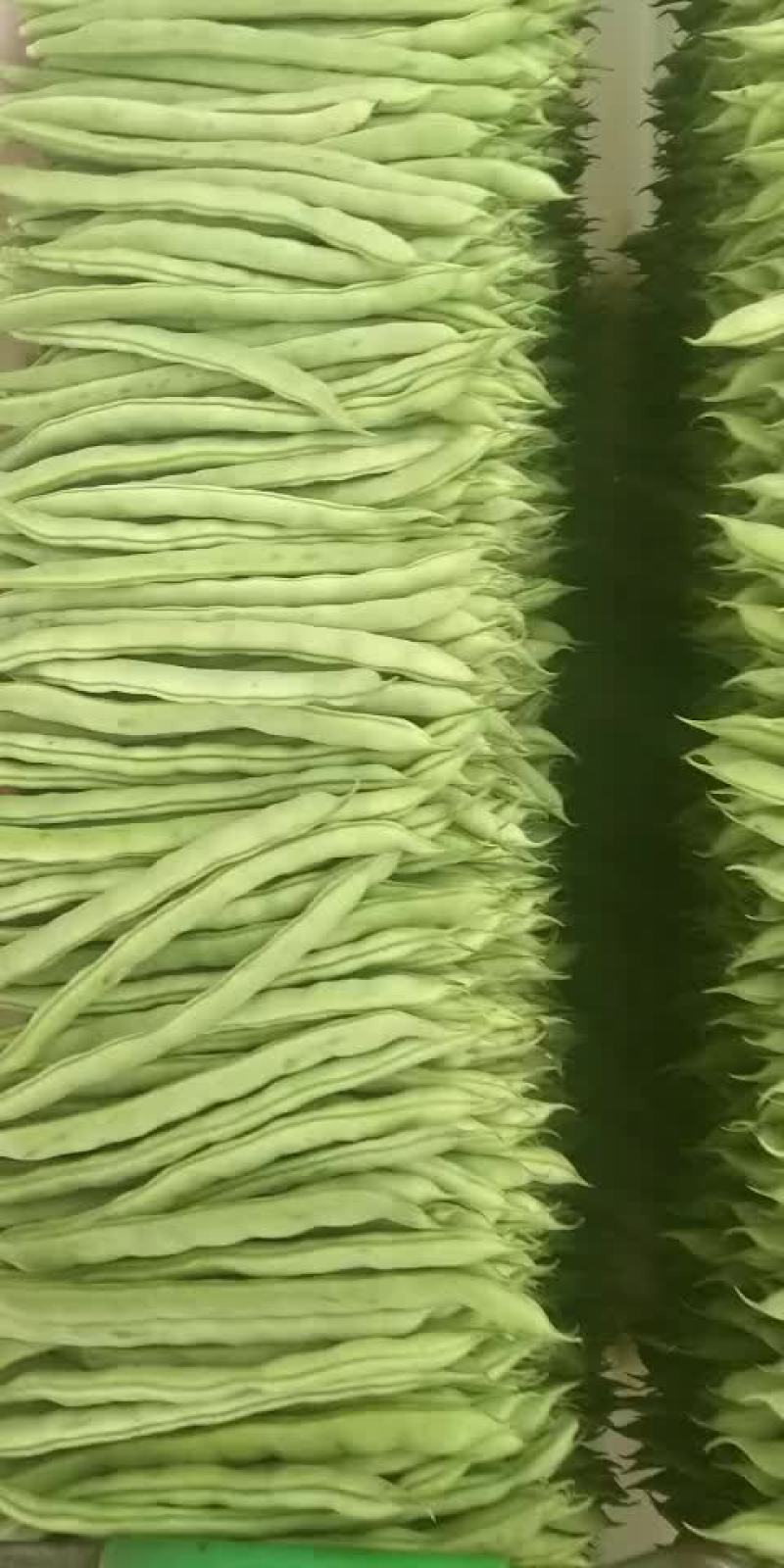 四季豆