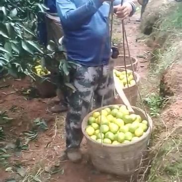 新津