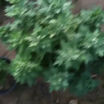 雪莲菊花，