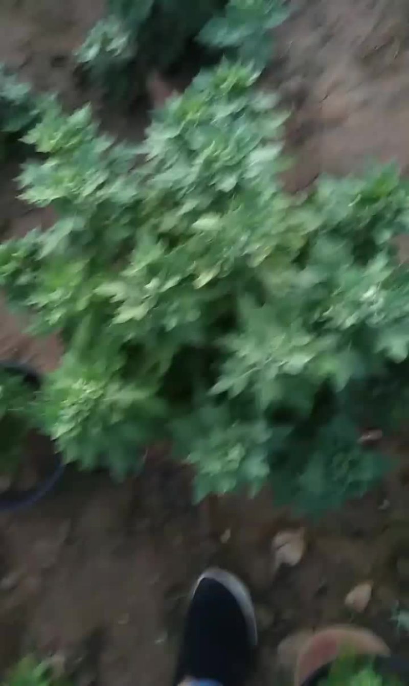 雪莲菊花，