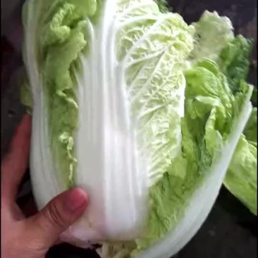 黄心白菜