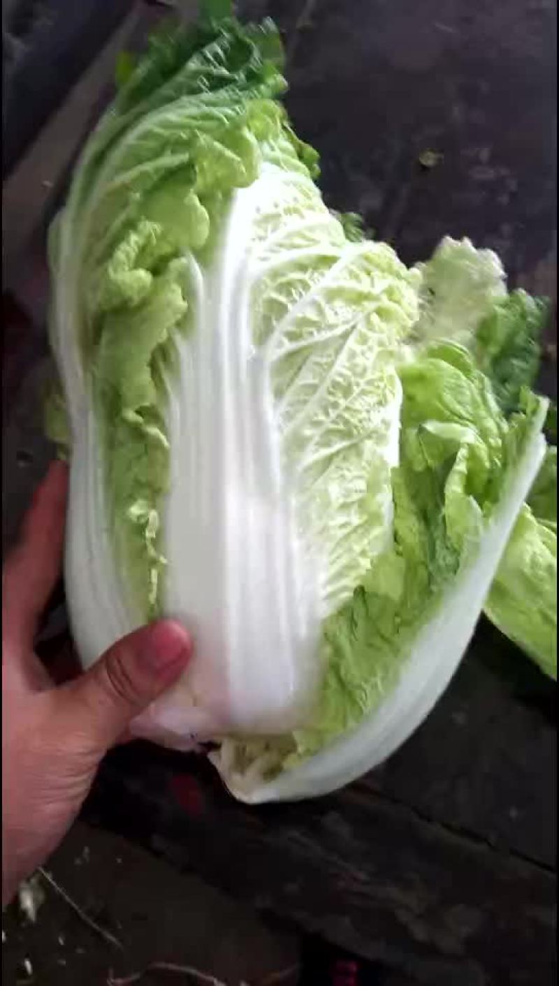 黄心白菜
