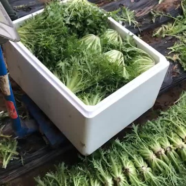苦菊