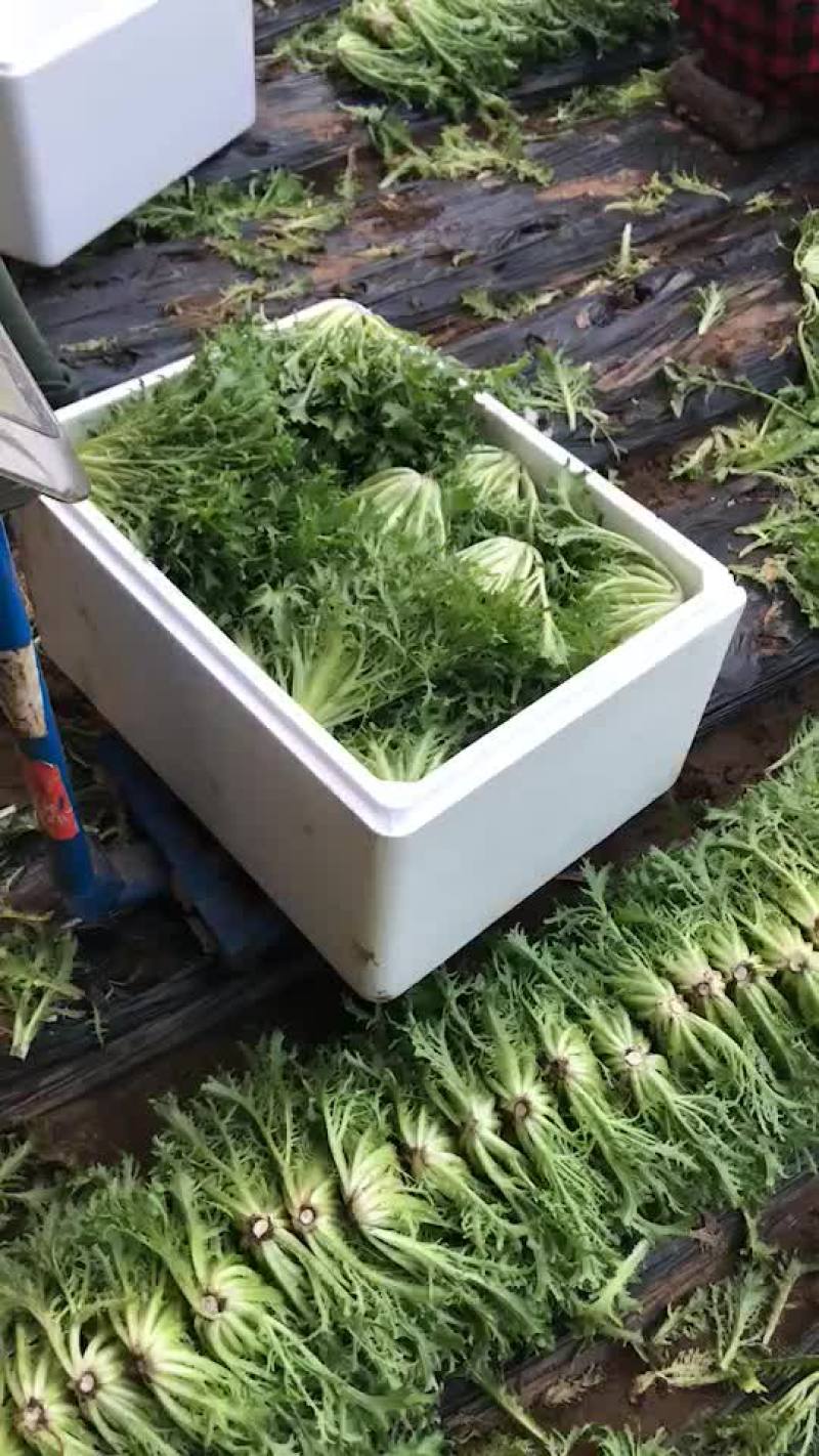 苦菊