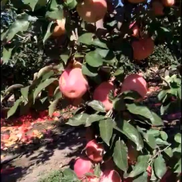 寒富苹果