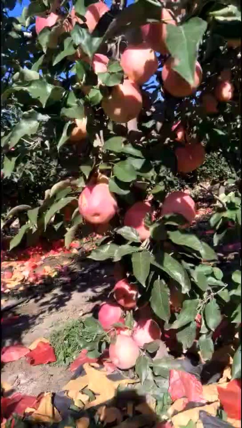 寒富苹果