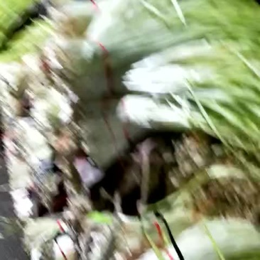 云南精品韭黄