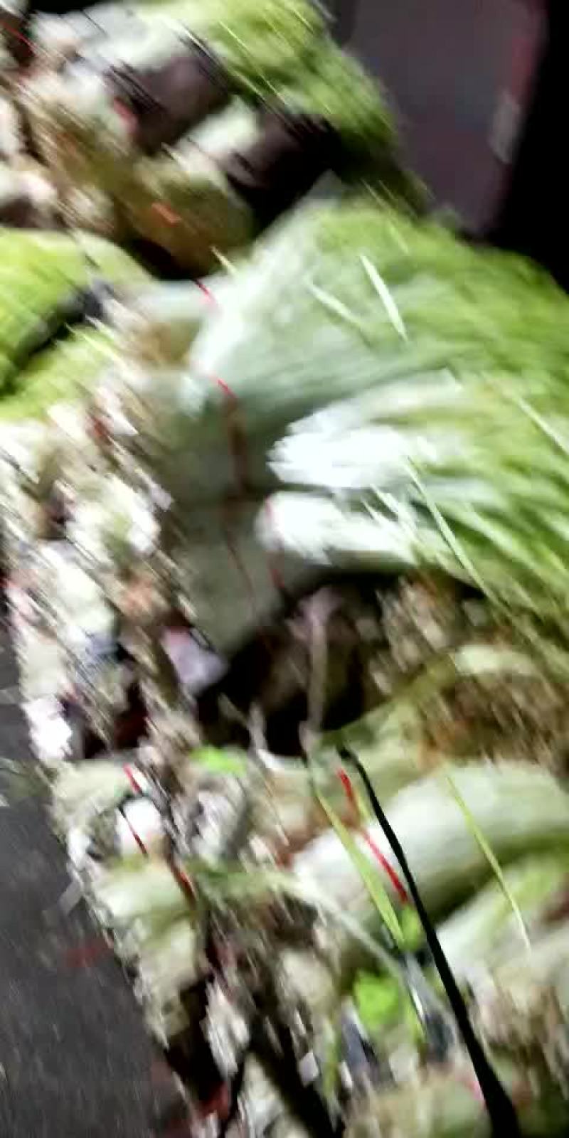 云南精品韭黄