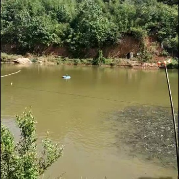 小水库循环水优质草鱼苗0.8斤左右。一万斤左右有意者联系