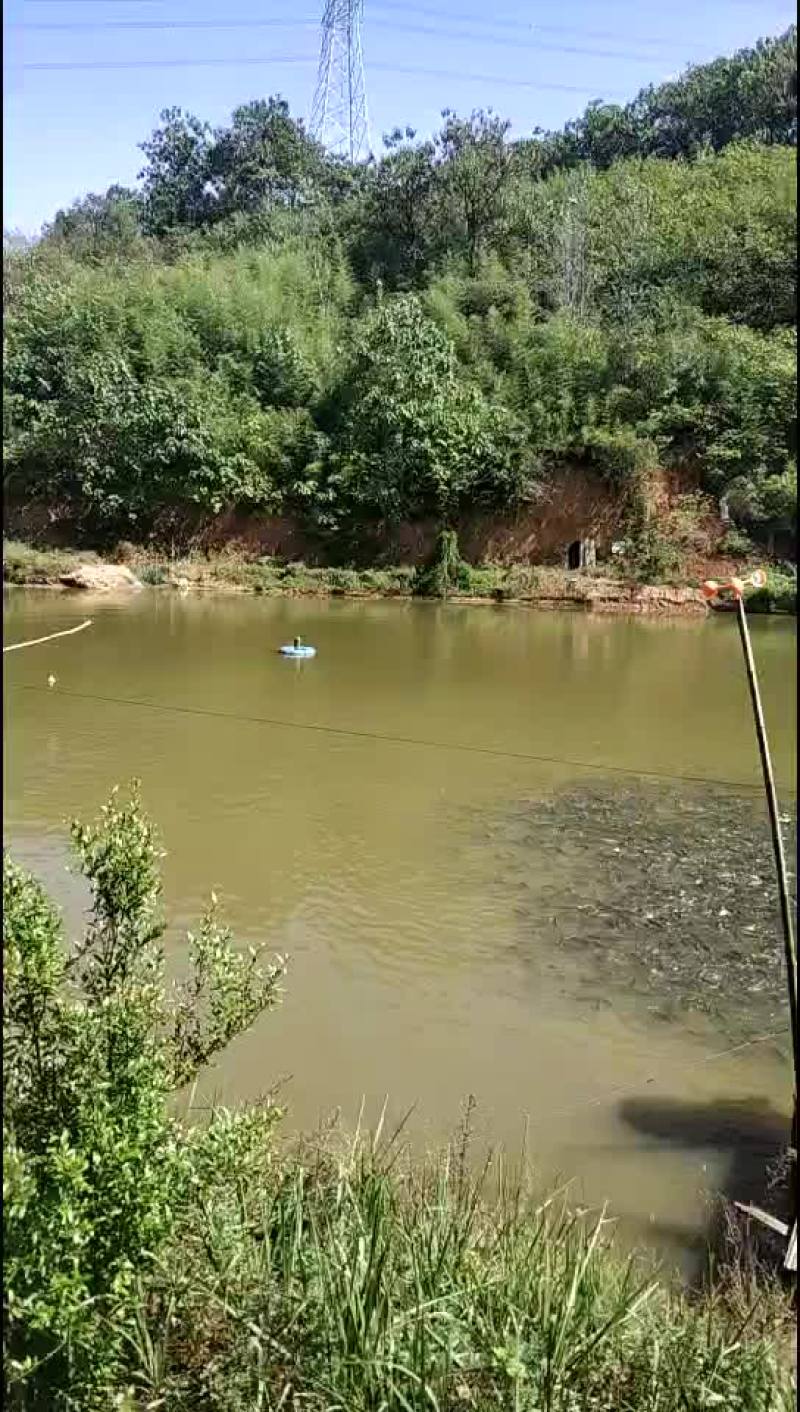 小水库循环水优质草鱼苗0.8斤左右。一万斤左右有意者联系