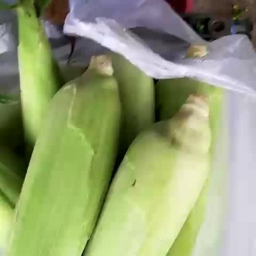 玉米。东北晚苞米笨苞米特别好吃。