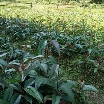 黑老虎优质品种苗