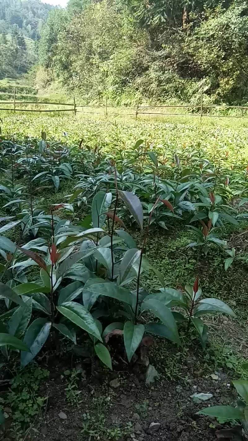 黑老虎优质品种苗