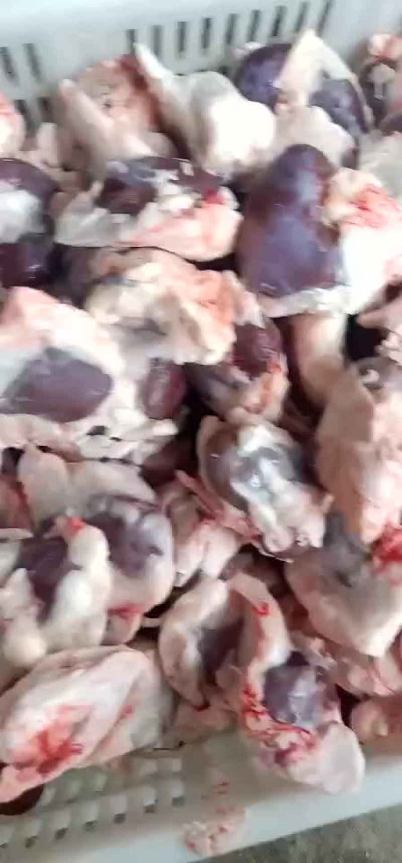 羊腰新鲜