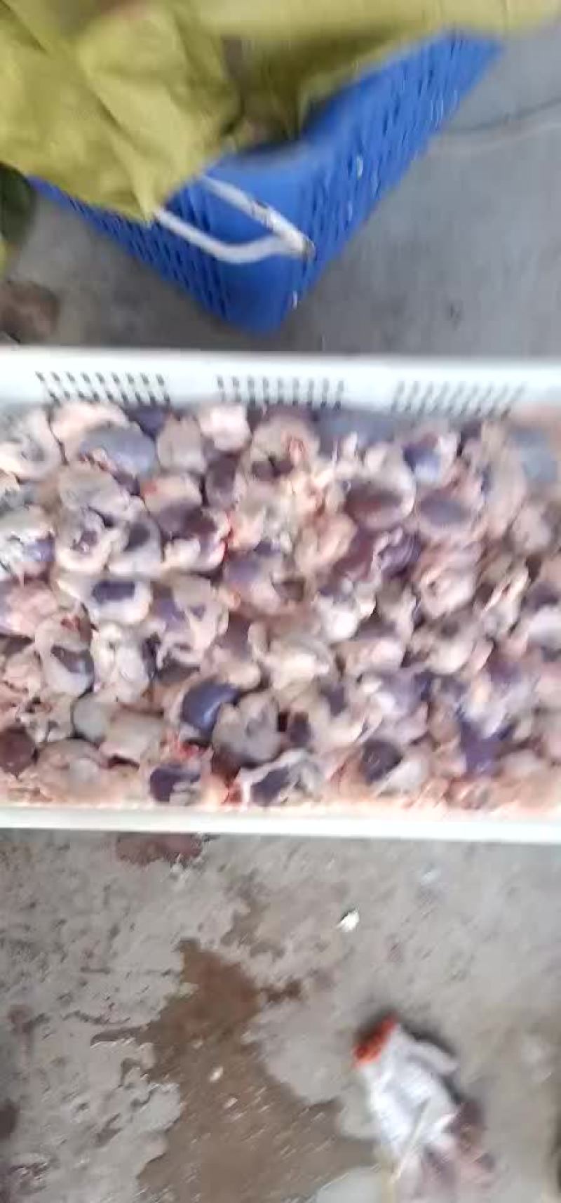 羊腰新鲜