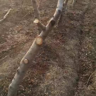 占地桃树梨树各种规格的都有，另外有少量苹果树，桑葚树