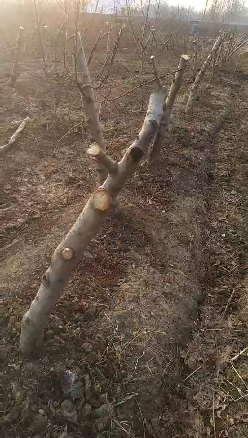 占地桃树梨树各种规格的都有，另外有少量苹果树，桑葚树