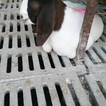 波尔山羊