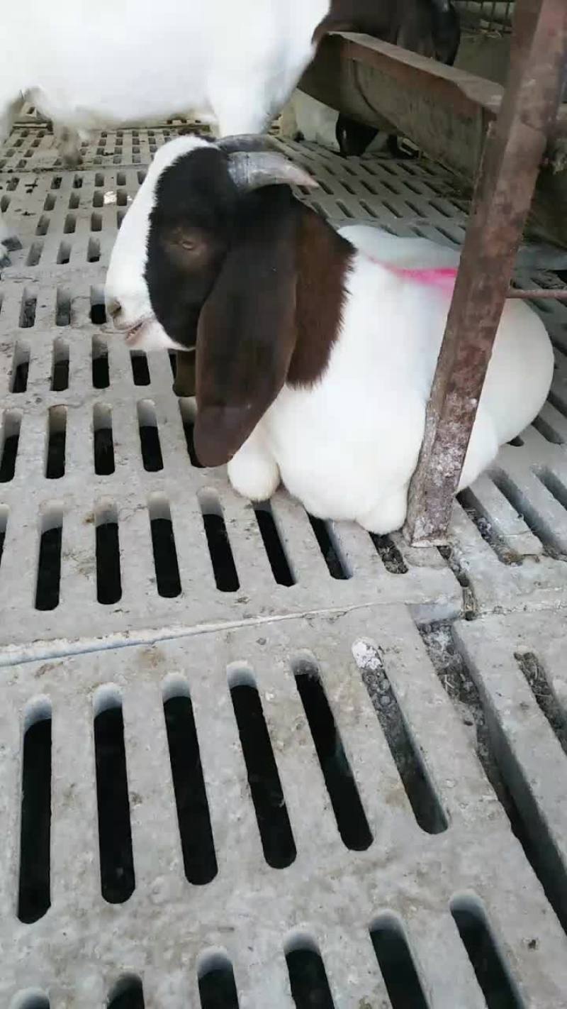波尔山羊