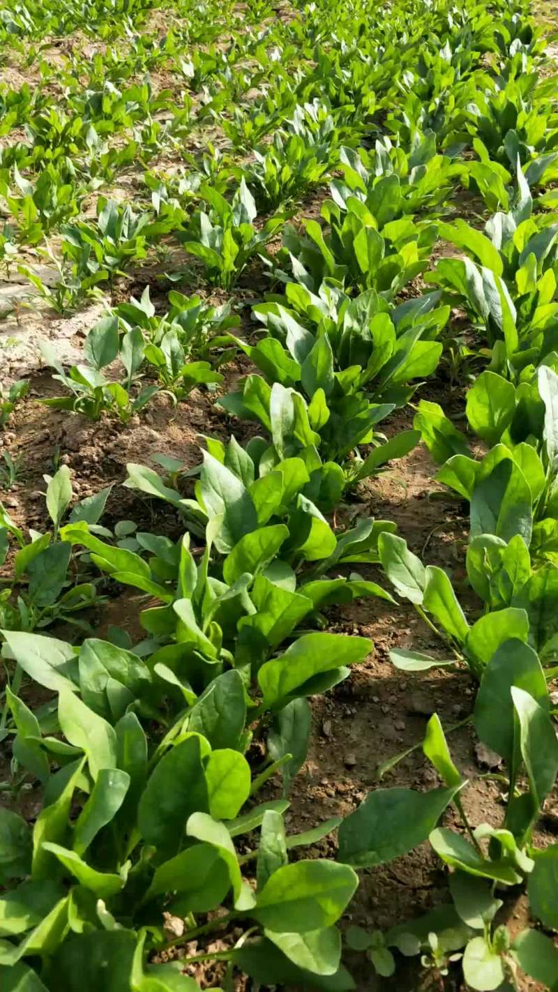 菠菜