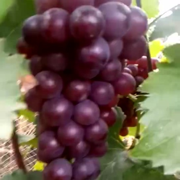 巨峰葡萄