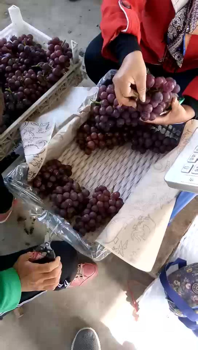 巨峰葡萄