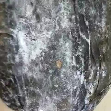 海带头一件40斤箱装，一件起批不包运费