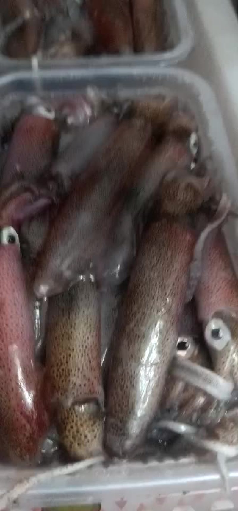 活冻小管