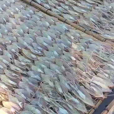 鱿鱼母