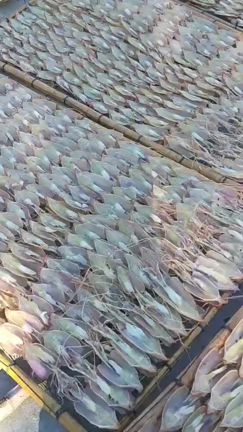 鱿鱼母