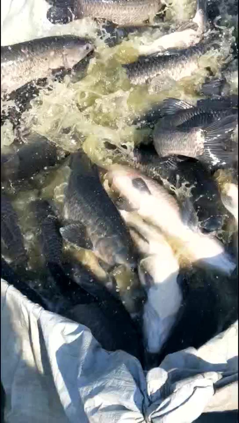 青鱼