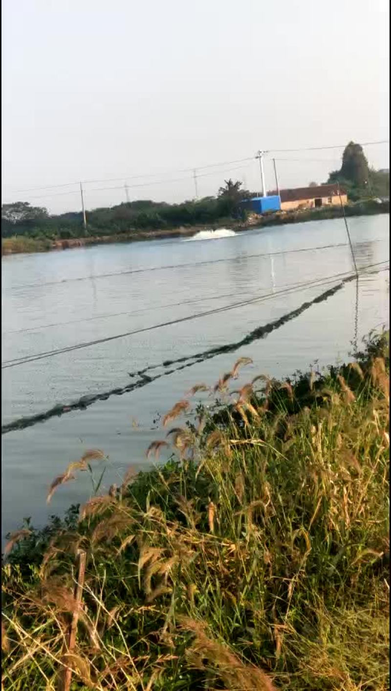 青鱼
