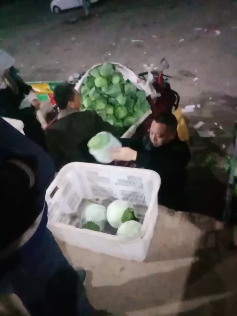 甘蓝