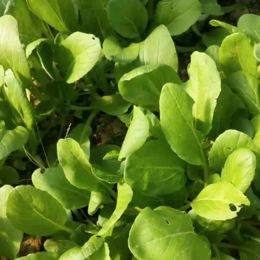 油菜