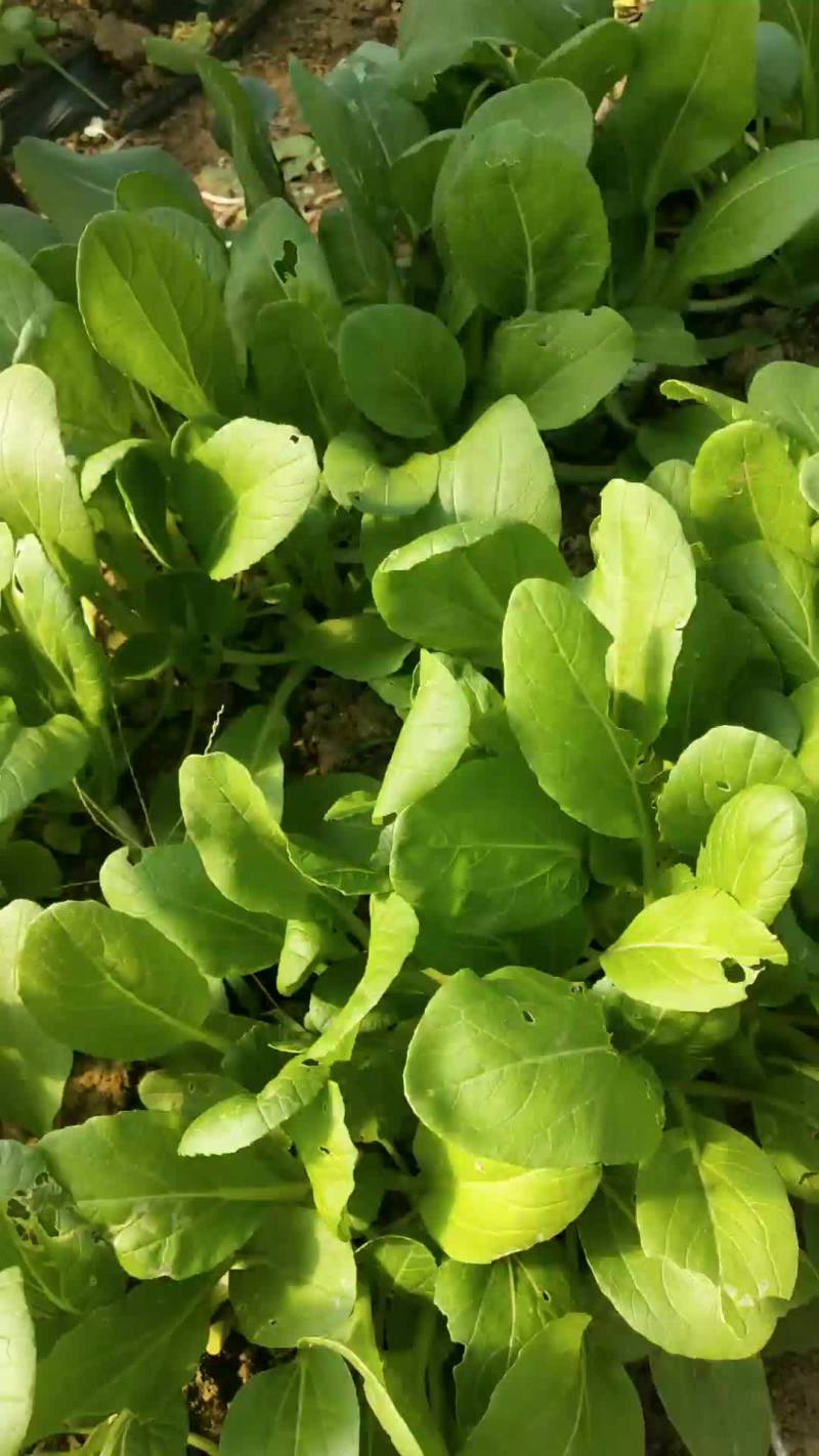 油菜