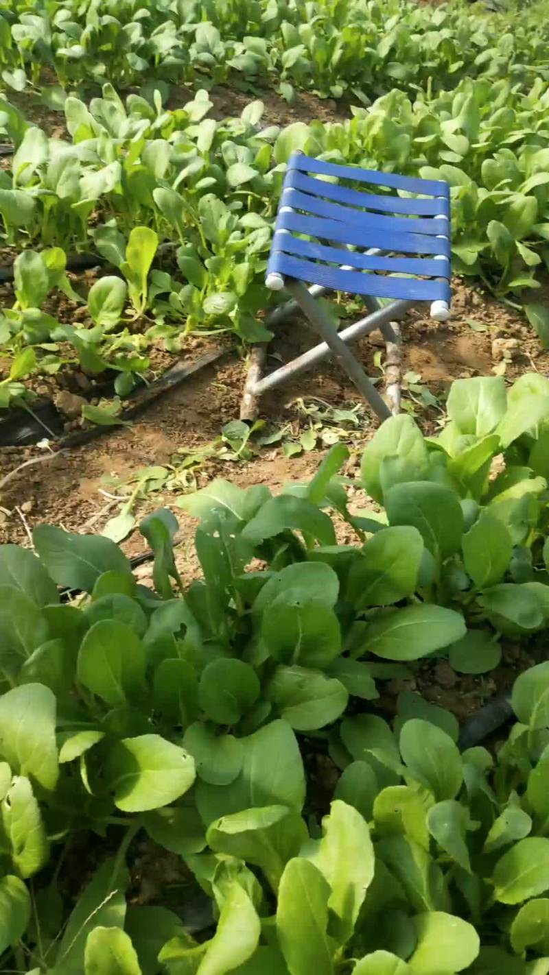 油菜