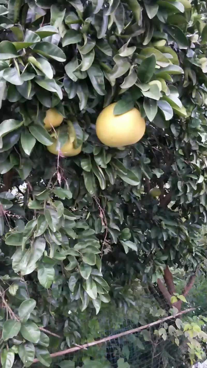 有机绿色安仁柚