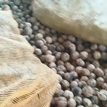 核桃