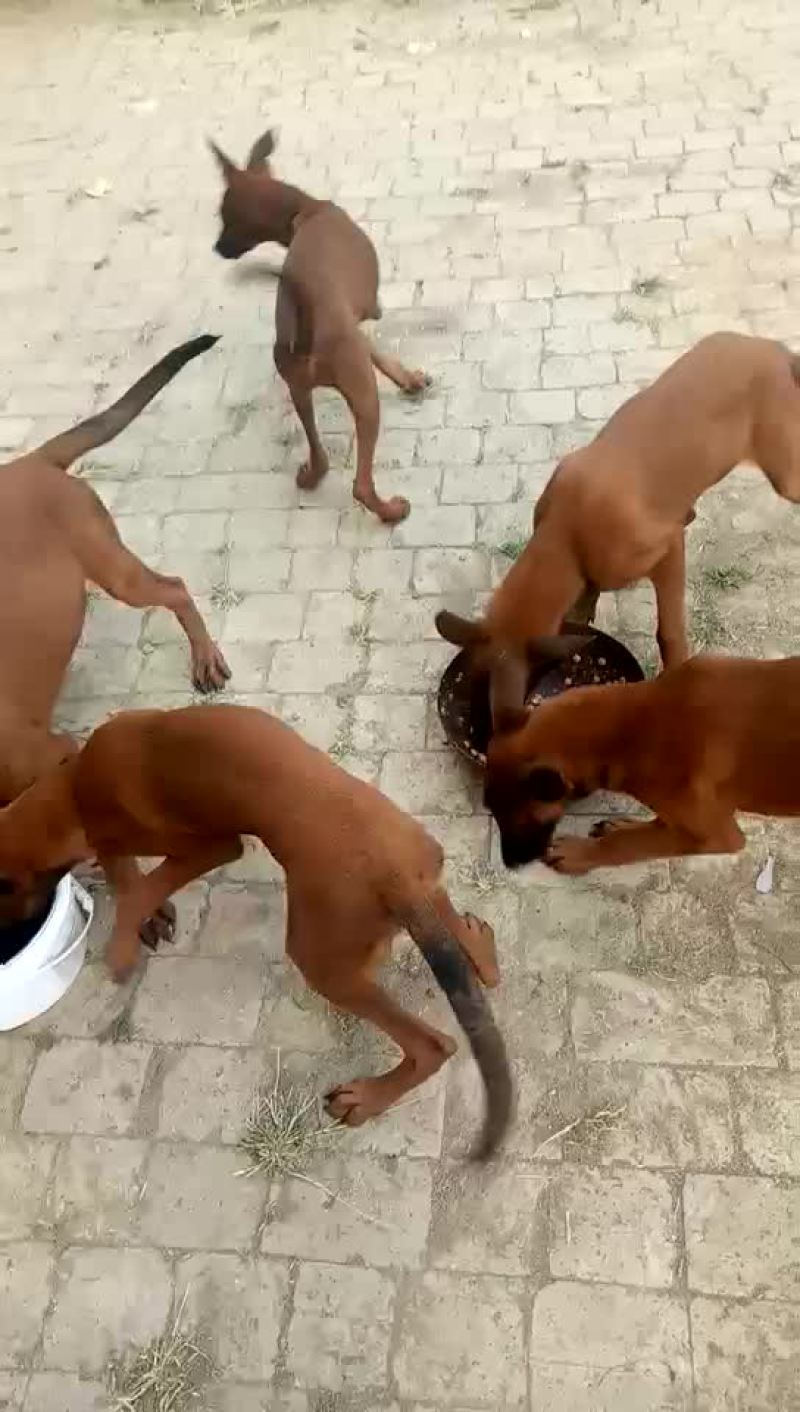 双血统科目马犬，疫苗齐全，公母都有，全国发货