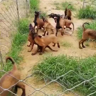 双血统科目马犬，疫苗齐全，公母都有，全国发货