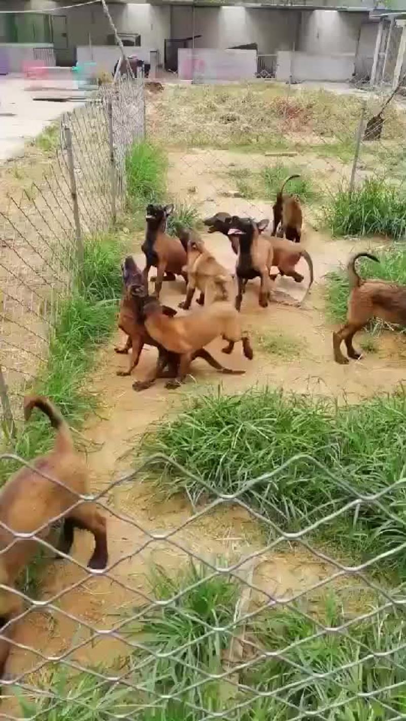 双血统科目马犬，疫苗齐全，公母都有，全国发货
