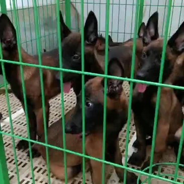 国庆活动热销高动力双血统马犬，疫苗已接种