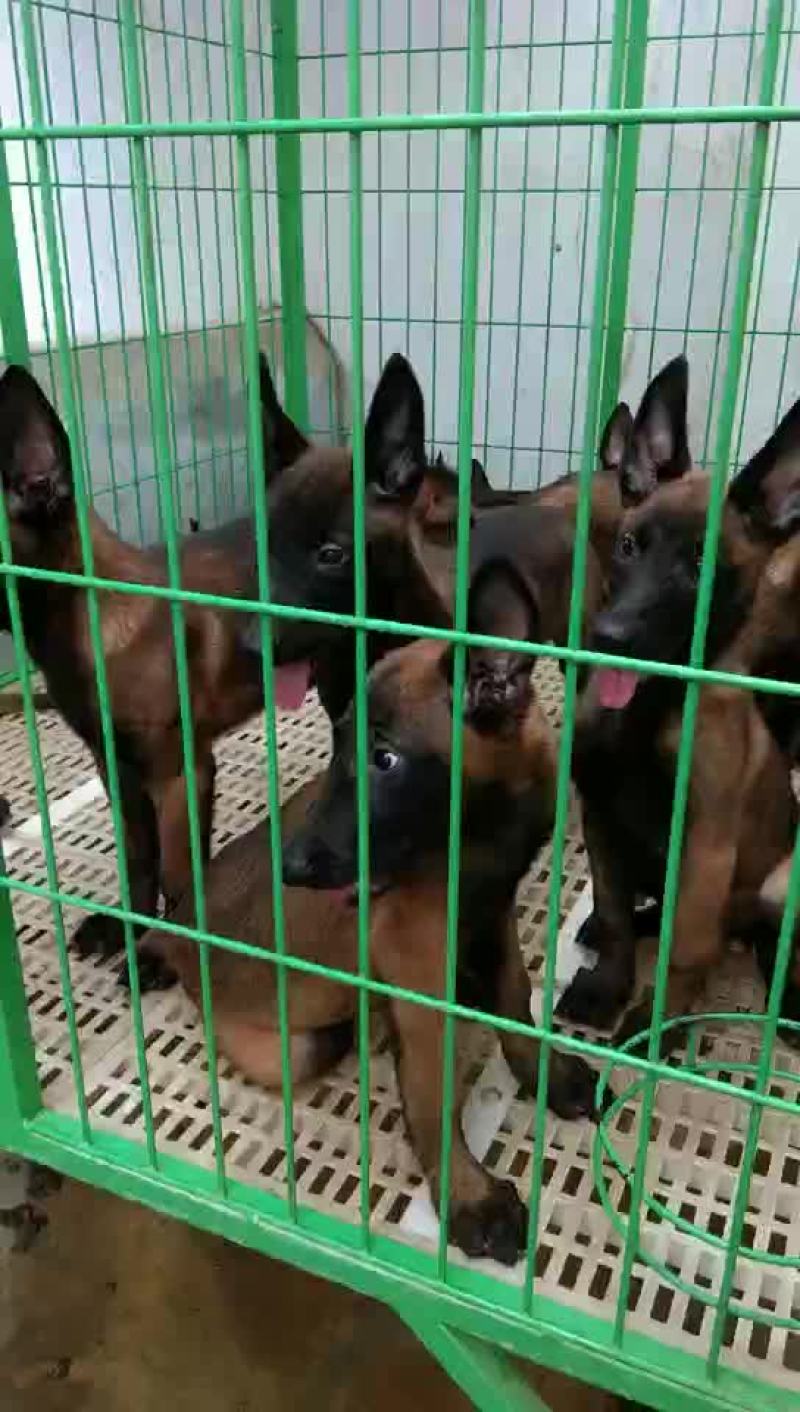 活动秒杀一批双血统科目马犬，包健康，全国发货