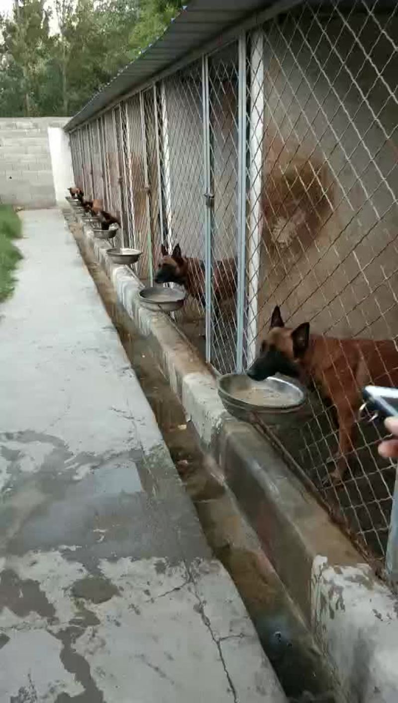 活动秒杀一批双血统科目马犬，包健康，全国发货