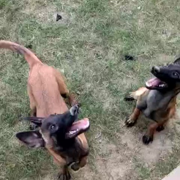 活动秒杀一批双血统科目马犬，包健康，全国发货